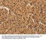 CCNT1 Antibody