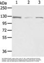 UBA1 Antibody