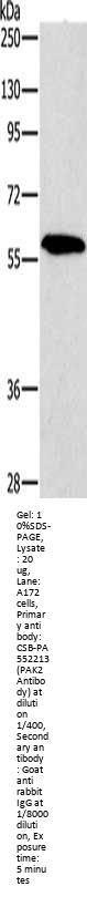PAK2 Antibody