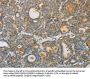 SREBF2 Antibody