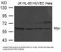 MYC (Ab-373) Antibody