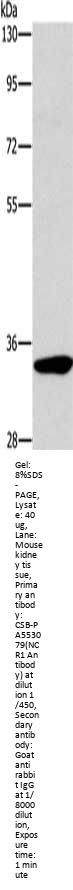 NCR1 Antibody