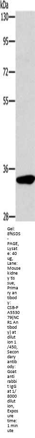 NCR1 Antibody