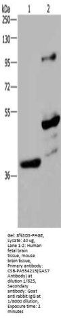 GAS7 Antibody