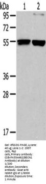 BECN1 Antibody