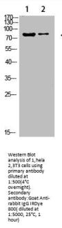 COL8A2 Antibody