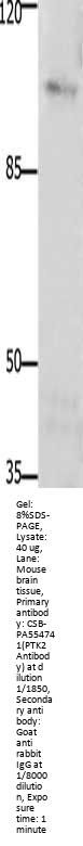 PTK2 Antibody