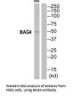 BAG4 Antibody