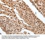 SRF Antibody