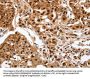 SRF Antibody