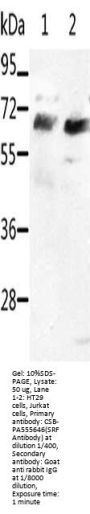 SRF Antibody