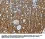 DNAJC3 Antibody