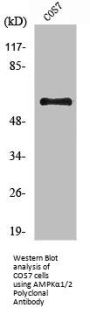 PRKAA1/PRKAA2 Antibody