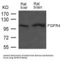 FGFR4 Antibody