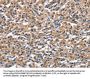 OLR1 Antibody