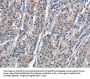OLR1 Antibody