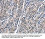 OLR1 Antibody