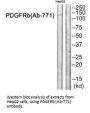 PDGFRB (Ab-771) Antibody