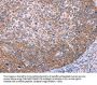 FUT8 Antibody