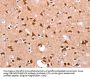 FUT8 Antibody