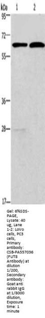 FUT8 Antibody