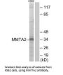 MMTAG2 Antibody