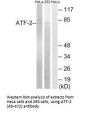 ATF2 (Ab-472) Antibody