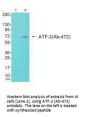ATF2 (Ab-472) Antibody