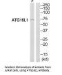 ATG16L1 Antibody
