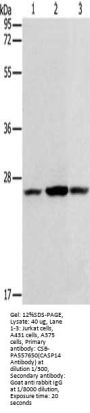 CASP14 Antibody