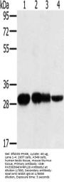 MRPL28 Antibody