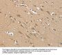 NES Antibody