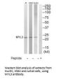 MYL3 Antibody