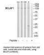 BCLAF1 Antibody