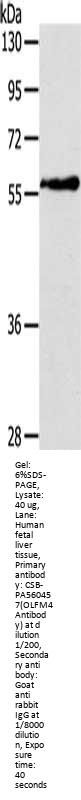 OLFM4 Antibody