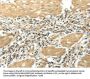 Rabbit anti-human EFNA3 polyclonal antibody