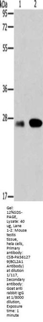 Rabbit anti-human BCL2A1 polyclonal antibody