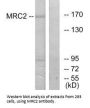 MRC2 Antibody