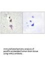 MRC2 Antibody