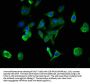 ACHE Antibody