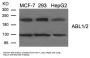 ABL1/ABL2 (Ab-393/439) Antibody