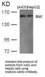 MET (Ab-1003) Antibody