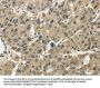 TSSC1 Antibody