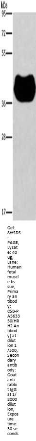 HRH2 Antibody