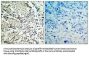 MAP2K3 (Ab-189) Antibody