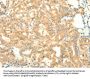 Rabbit anti-human SNAP25 polyclonal antibody