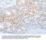 CD200R1 Antibody