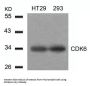 CDK6 (Ab-24) Antibody