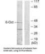 POU3F1 Antibody