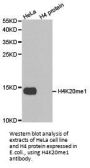 Histone H4K20me1 Antibody